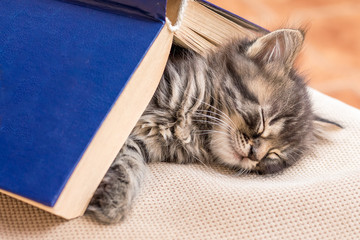  A small kitten sleeps, covered with a book. A strong dream after reading a book_