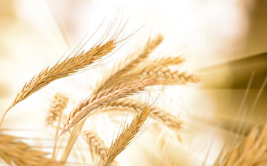 image of wheat in field close-up