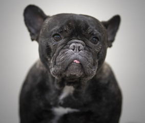 Wrinkled nose dog at dog show in Paducah KY,  April 7, 2018