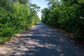 Old overgrown ruined asphalt road in summer