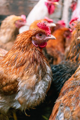 Chickens on the farm. Toned, style, color photo.