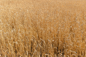 Fototapeta premium Wheat on the field. Plant, nature, rye.