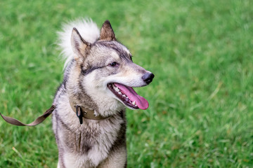 Naklejka na ściany i meble Dog gray husky (laika) with a leash in profile against a background of green grass_