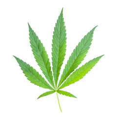 Naklejka na ściany i meble Cannabis leaf isolated on white background. hemp for advertising medicine. marijuana news.