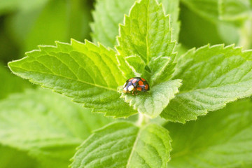 Fototapeta premium Ladybug in green mint leaf. Summer nature.