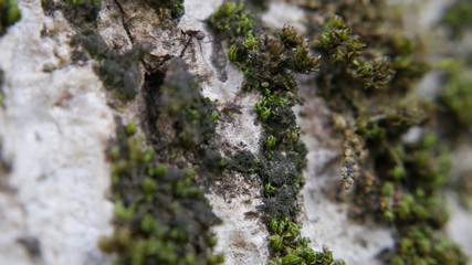 Tree Bark 11