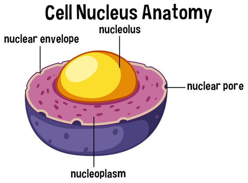 Animal cell nucleus anatomy