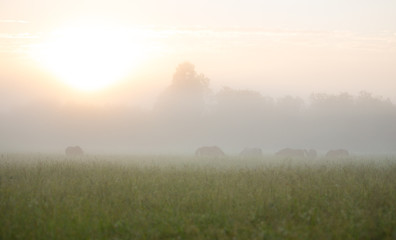 Obraz na płótnie Canvas The herd of horses at dawn