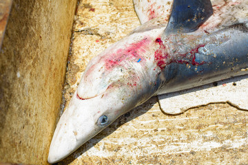 shark caught by fishermen