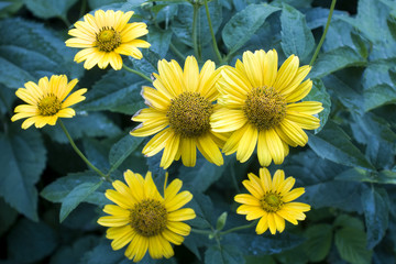 Blooming yellow helianthus flower with green leaves. Nature background