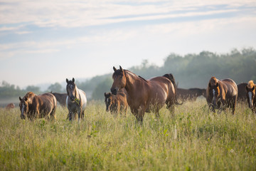 Fototapeta na wymiar The herd of horses at dawn