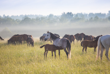 Fototapeta premium The herd of horses at dawn