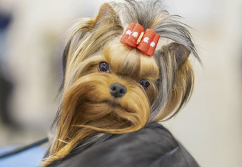 Naklejka premium Yorkshire Terrier with with red ribbon in hair at Paducah's Dog Show, April 8, 2018