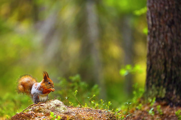 The red squirrel or Eurasian red sguirrel (Sciurus vulgaris) sitting in the scandinavian forest. Squirrel in a typical environment.