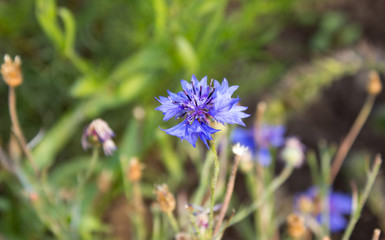 Centaurea cyanus - cornflower blue