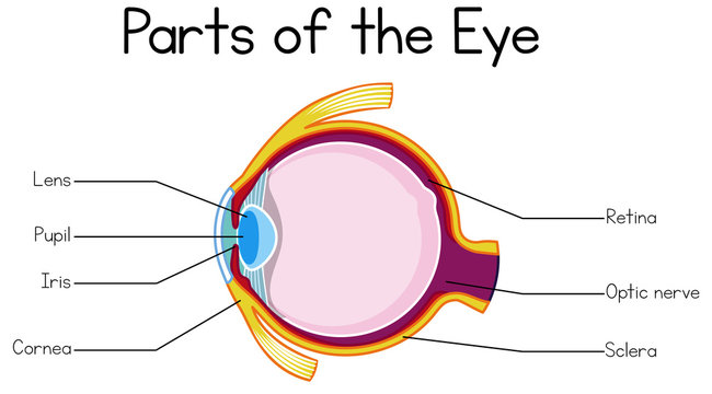 Part of Human Eye