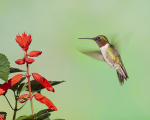 Fototapeta na wymiar Male Ruby-throated Hummingbird Hovering at Red Flower