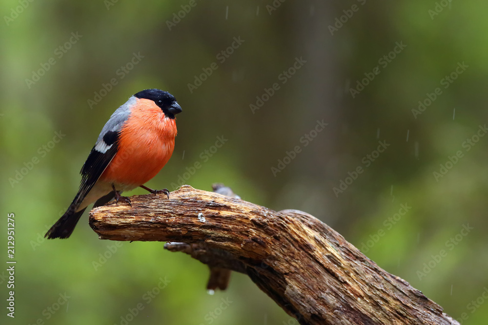 Sticker The bullfinch, common bullfinch or Eurasian bullfinch ( Pyrrhula pyrrhula) sitting on the branch with green background. Passerine in the rain with drops of water on the wings.