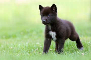 The gray wolf (Canis lupus) also known as the timber wolf,western wolf or simply wolf. Young wolf puppy in green grass.Two puppies, gray and black, sit by the rocks