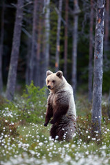 Fototapeta premium The brown bear (Ursus arctos) male walking in the forest. Female bear in the finnish taiga.Young bear with sunset in the background.
