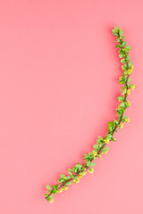 Color paper background with flowering barberry