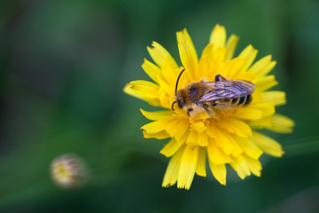 Honey bee on dandelion.