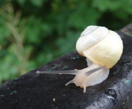 Little Cuttie