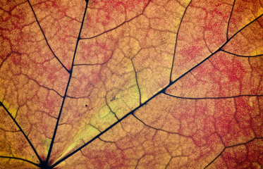 autumn maple leaf macro, leaves texture background, beautiful nature, yellow-red autumn background