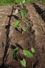 Taro cultivation
