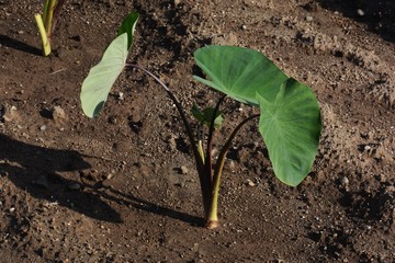 Taro cultivation