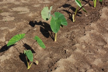 Taro cultivation