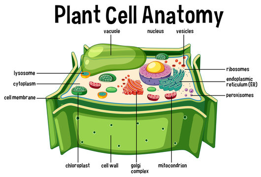 Plant Cell Anatomy diagram