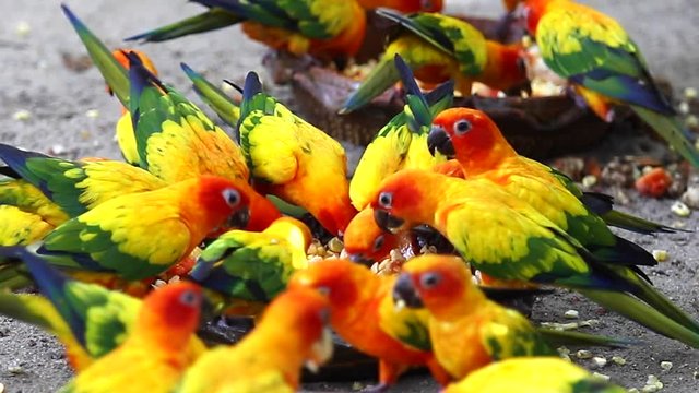 Sun Conure Parrots