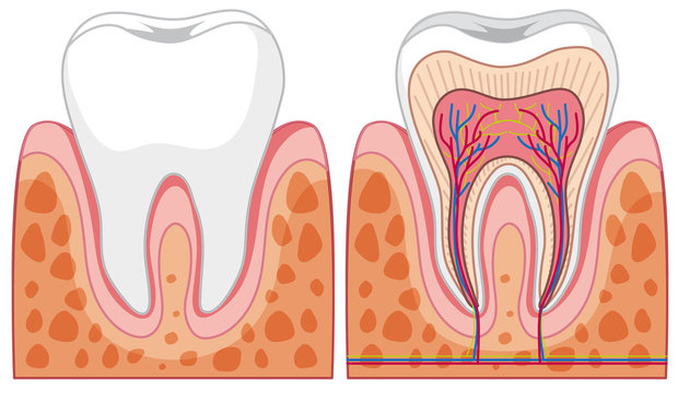 Set of tooth diagrams