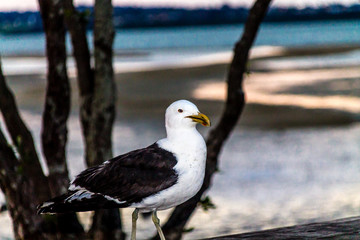 Southern black-backed gull,(Larus dominicanus), on the beach, Point Chevier, Auckland, New Zealand