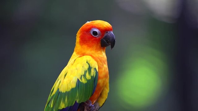 Sun Conure Parrots
