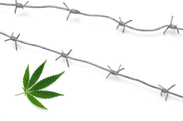 Hemp and barbed wire on white background.Prohibited a drug, a legalized drug.