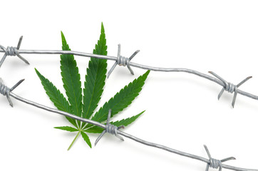 Hemp and barbed wire on white background.Prohibited a drug, a legalized drug.