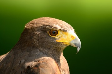 Head shot of a Harris's hawk (Parabuteo unicinctus)