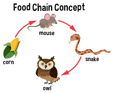 Food Chain concept diagram Stock Vector | Adobe Stock