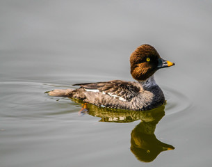 Barrow's goldeneye (Bucephala islandica) drake, Inglewood Bird Sanctuary, Calgary, Alberta, Canada
