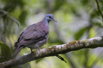 Madagascar Turtle-dove - Nesoenas picturatus, beautiful colored dove endemic in Madagascar forests, Andasibe.