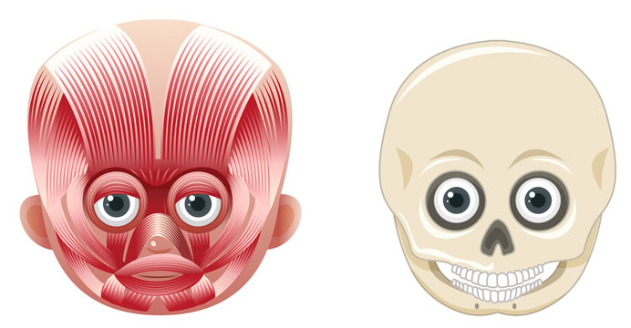 Human Face Anatomy and Skull