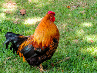 New Zealand rooster struts his stuff in the feild, Western Springs Pond, Auckland New Zealand