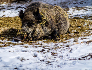 Eurasian wild boar (Sus scrofa) laying in hay and playing with toy, captivity, Calgary, Alberta