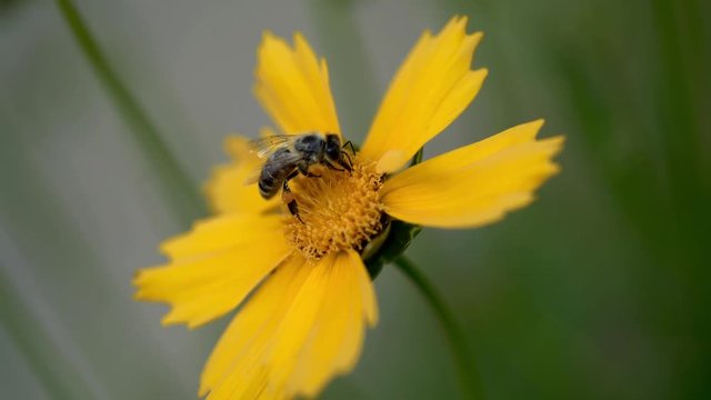 Coreopsis. Bee collecting nectar on yellow flower, soft focus.