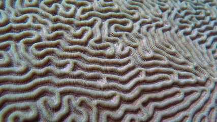 Coral