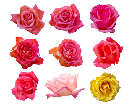 Collection Of Beautiful Rose Isolated On White Background, Flower For Lover And Wedding.