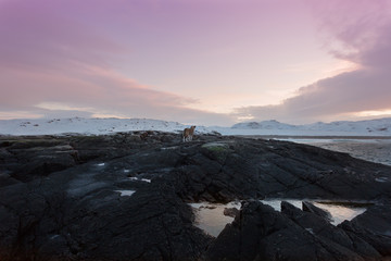 Northern landscape with a dog standing alone on the rocks and looking at the sea
