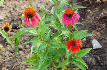 Red echinacea in the garden